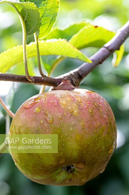 Malus domestica - Apple 'Egremont Russet'