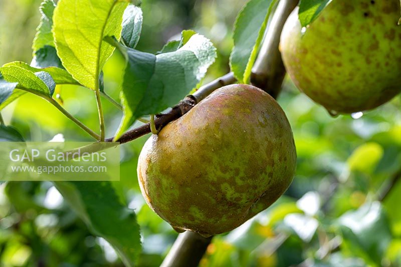 Malus domestica - Apple 'Egremont Russet'
