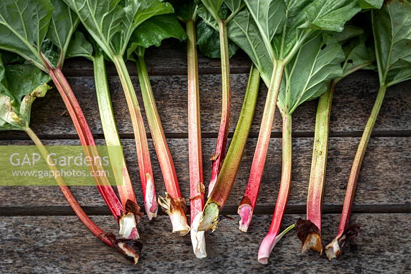 Selection of different Rhubarb stems and leaves, grown at RHS Rosemoor, UK. 