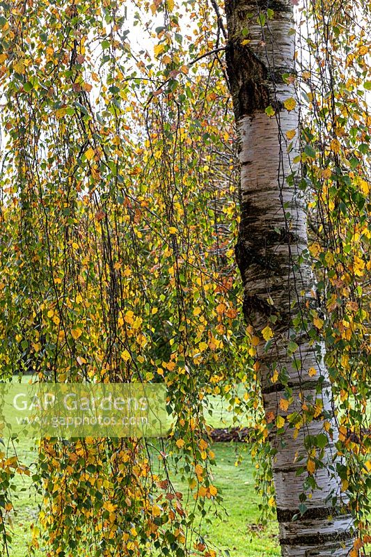 Betula pendula 'Tristis' - Weeping Birch