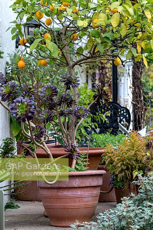 Citrus - Lemon Tree - with fruit and Aeonium in large pots on a terrace