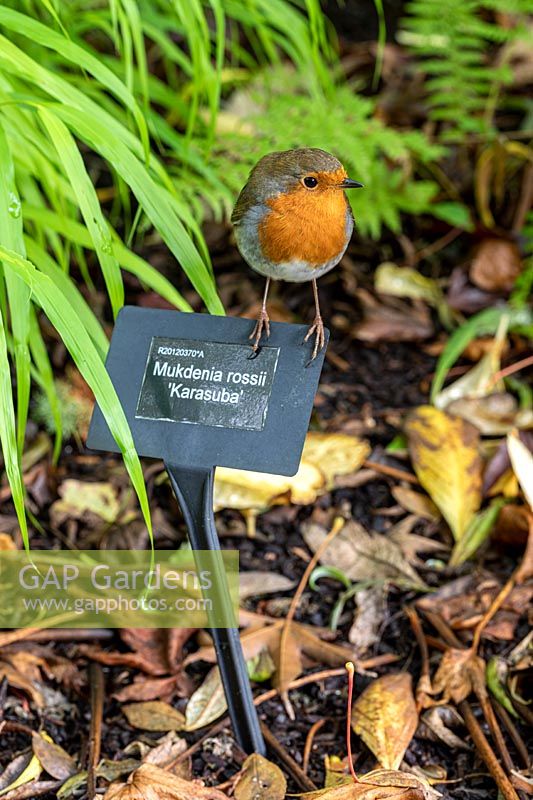 Robin sits on plant label at Rosemoor Gardens in Devon