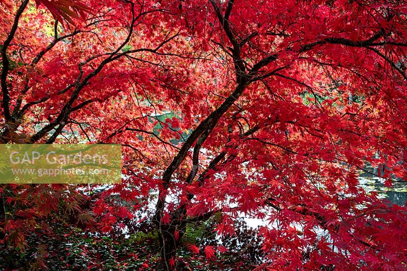 Acer palmatum - Japanese Maple - specimens with red foliage 