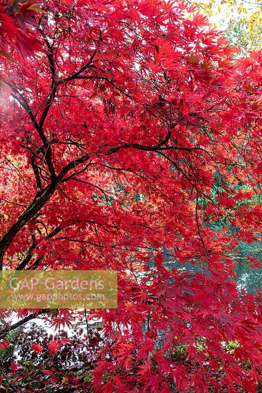 Acer palmatum - Japanese Maple - with red foliage colours