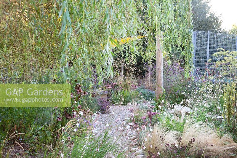 Salix - Willow - overhanging path through late summer planting. Sedlescombe Primary School, Sussex, UK. 