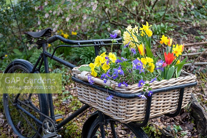 Old trade bike with wicker basket of spring flowers including Narcissus, Tulipa, Polyanthus and Anemone blanda. 