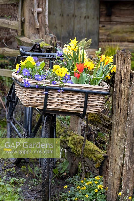 Old trade bike with wicker basket of spring flowers including Narcissus, Tulipa, Polyanthus and Anemone blanda.
