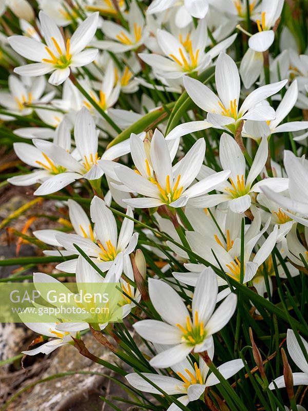 Zephyranthes candida - Peruvian Swamp Lily