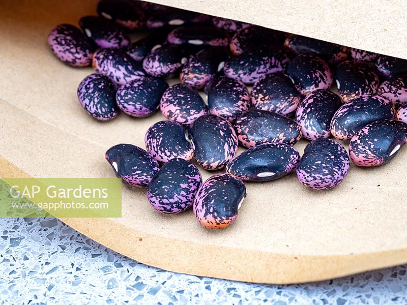 Phaseolus coccineus - Runner Bean - dry seed in envelopes to store and sow next year 