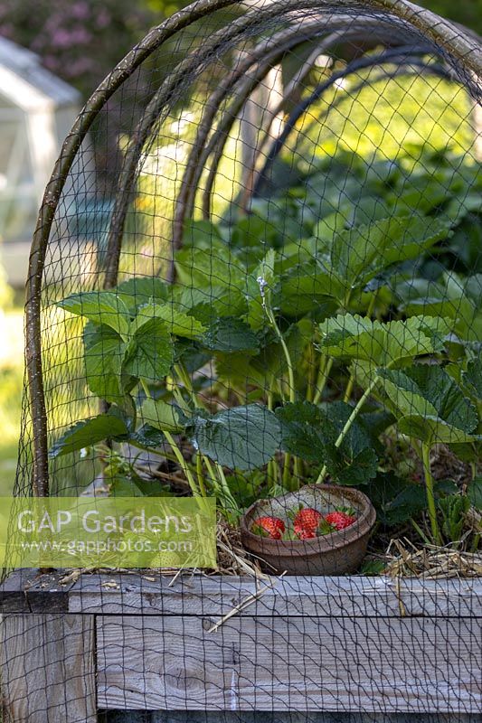 Crop cover over a raised bed to protect Strawberry 'Red Gauntlet', line of hoops supporting netting