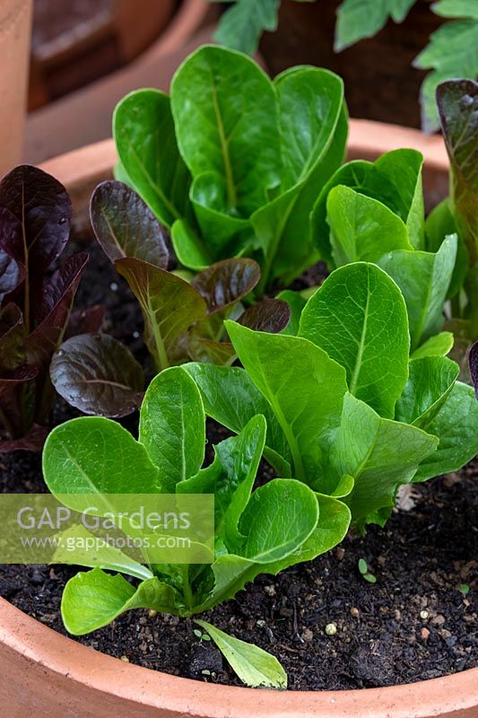 Mixed colours of Romaine Lettuce in a pot