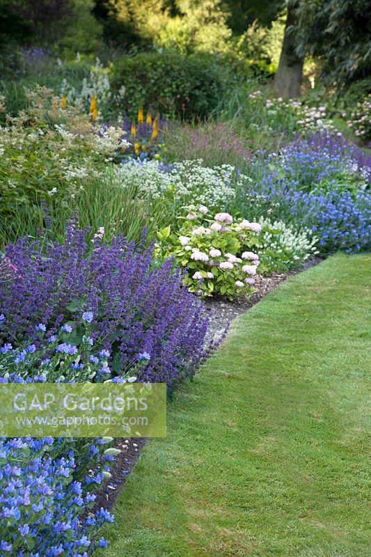 Echium vulgare 'Blue Bedder' is combined with Salvia verticillata 'Purple Rain' in this bed at Mill House