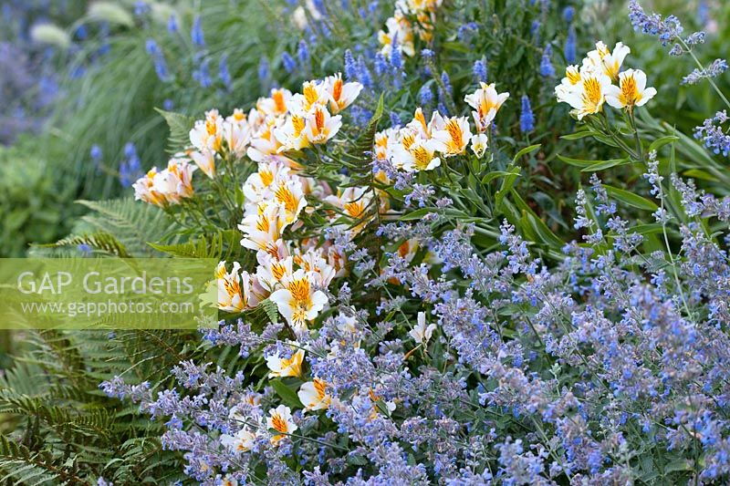 Nepeta 'Six Hills Giant' planted with Alstroemeria 'Apollo' and ferns