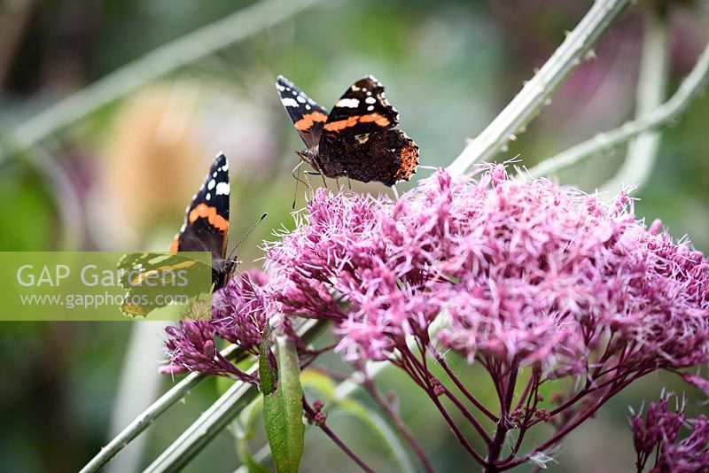 Vanessa atalanta - Red admiral butterfly on Eupatorium flower in September.
