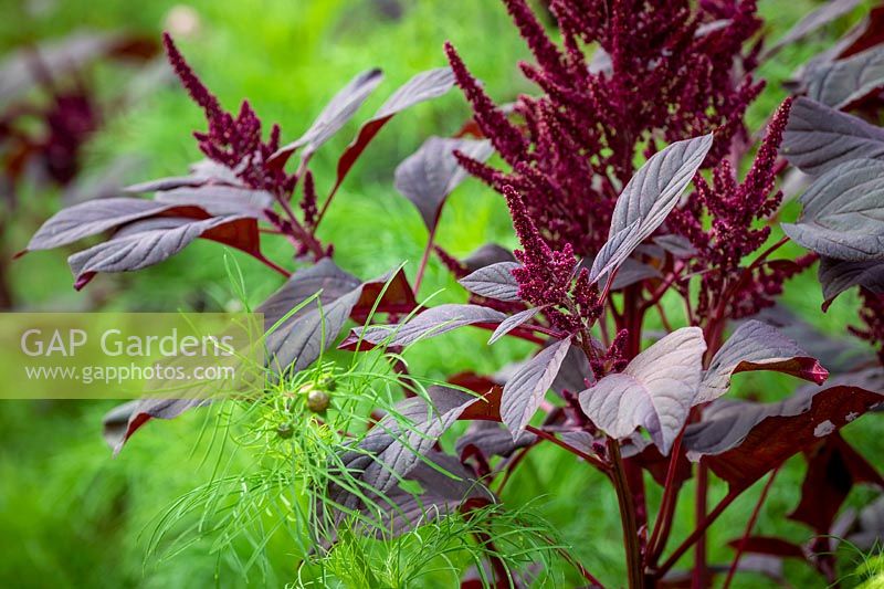 Amaranthus tricolor 'Red Army' growing through Cosmos foliage