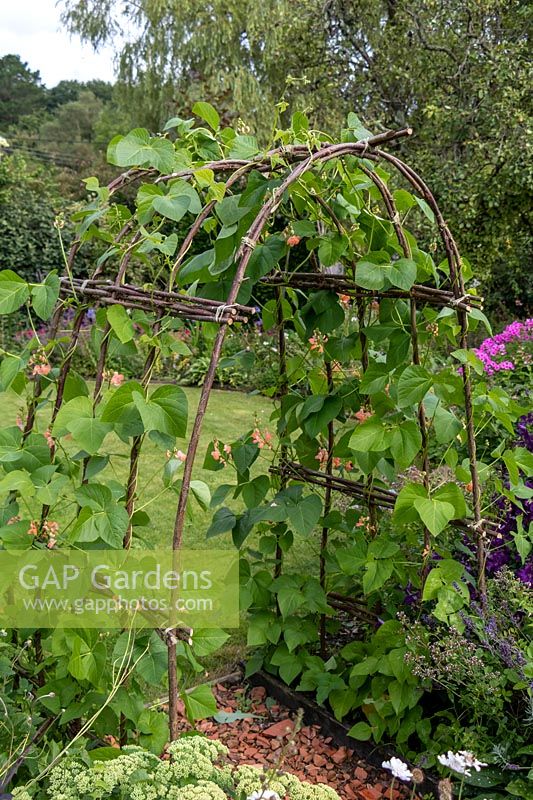 Hazel arch with Runner Beans, variety 'Celebration'