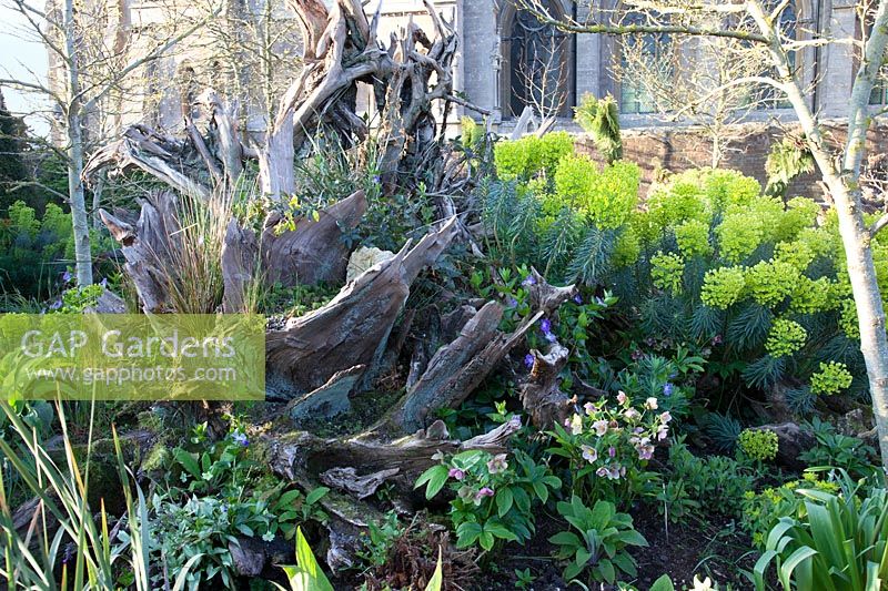 The Stumpery Garden, with sculptural wooden logs, hellebores, Euphorbia and Vinca. Arundel Castle, West Sussex, UK.