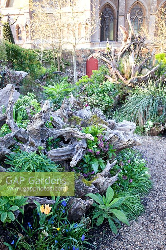The Stumpery Garden with decorative sculptural logs, hellebores, tulips and Muscari. Arundel Castle, West Sussex, UK.
