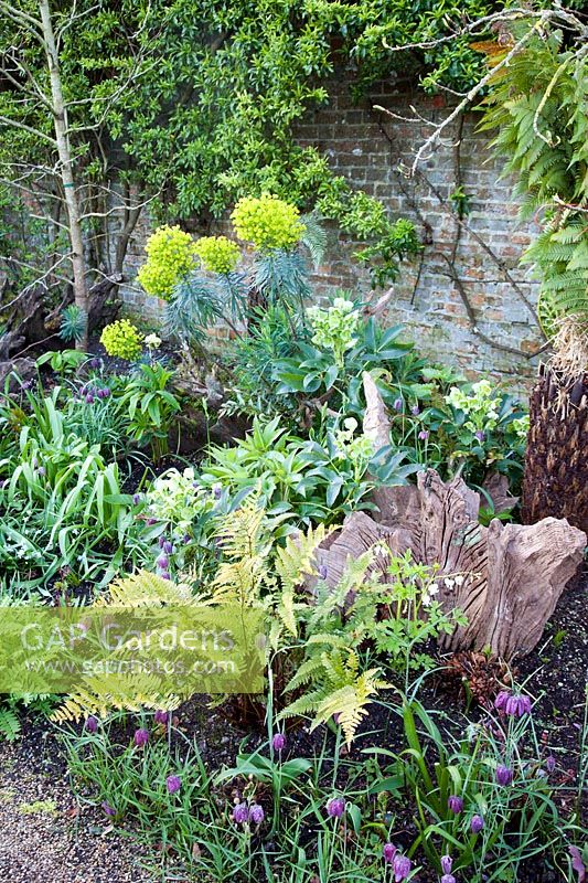 Sculptural tree stump with spring border, with Euphorbia, hellebores, snakeshead fritillaries and ferns. The  Stumpery Garden, Arundel Castle, West Sussex, UK. 