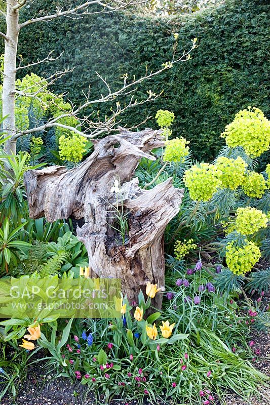 Sculptural tree stump with spring planting of Euphorbia, snakeshead fritillaries, Muscari and tulips in The Stumpery Garden, Arundel Castle, West Sussex, UK. 