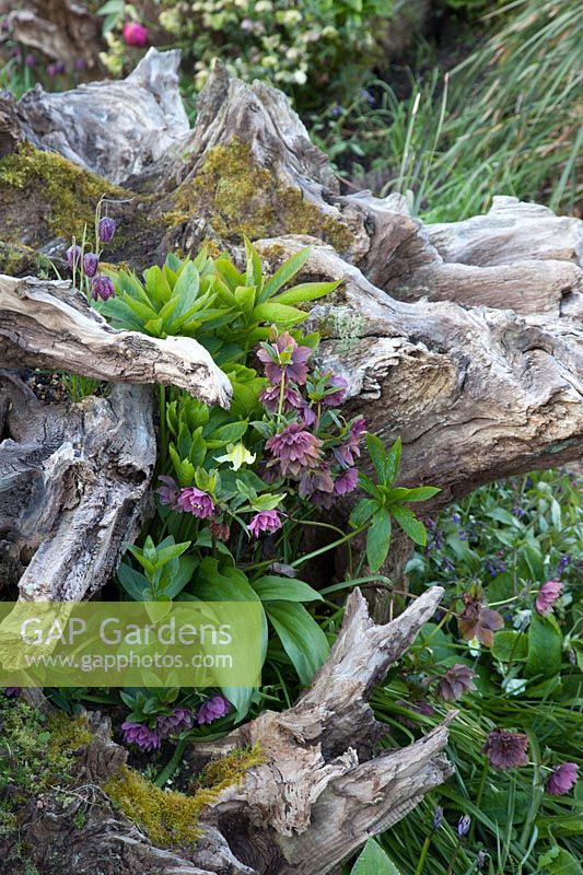 Double hybrid hellebores growing around decorative sculptural wooden stumps in spring Garden. The Stumpery Garden, Arundel Castle, West Sussex, UK. 