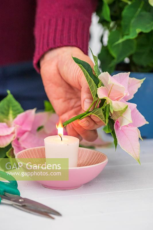 Woman sealing end of flower stem by holding it in flame for 30 seconds