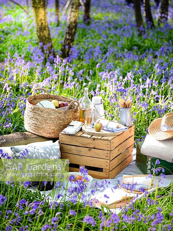Picnic set out in Bluebell wood in Spring with cushions, blankets, wooden boxes, baskets and food