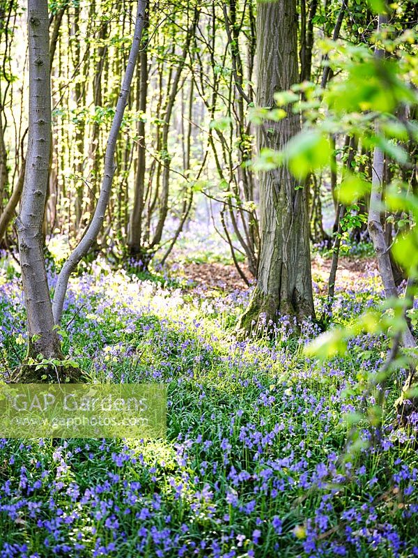 Bluebell wood in Spring. 