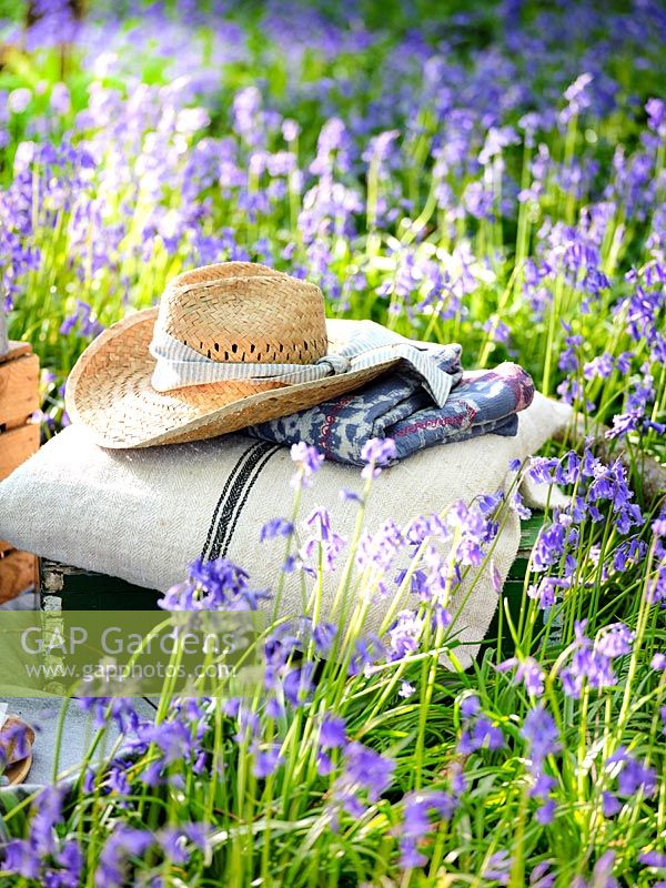 Picnic items in bluebell wood
