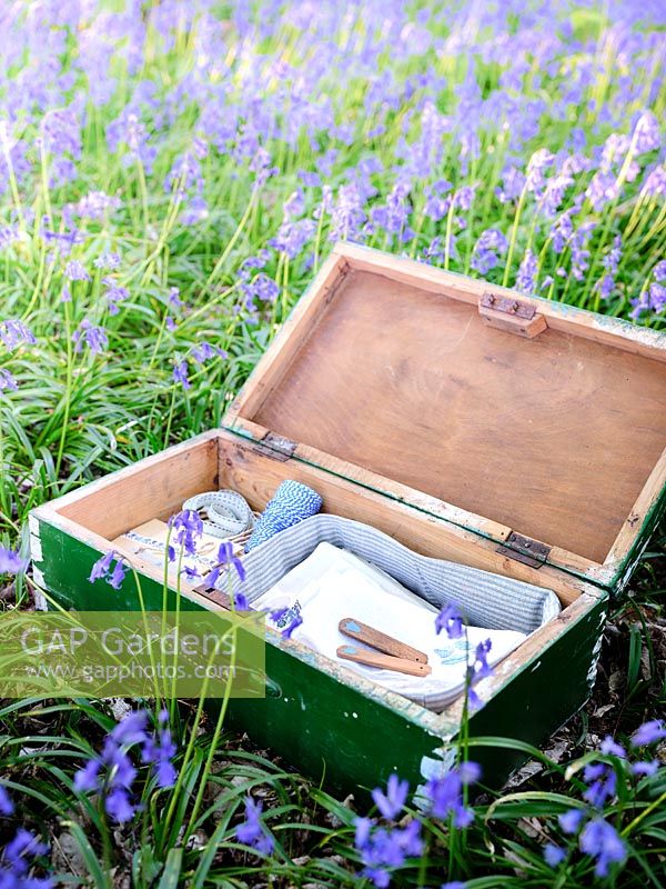 Wooden suitcase with picnic items placed among Bluebells in Spring.