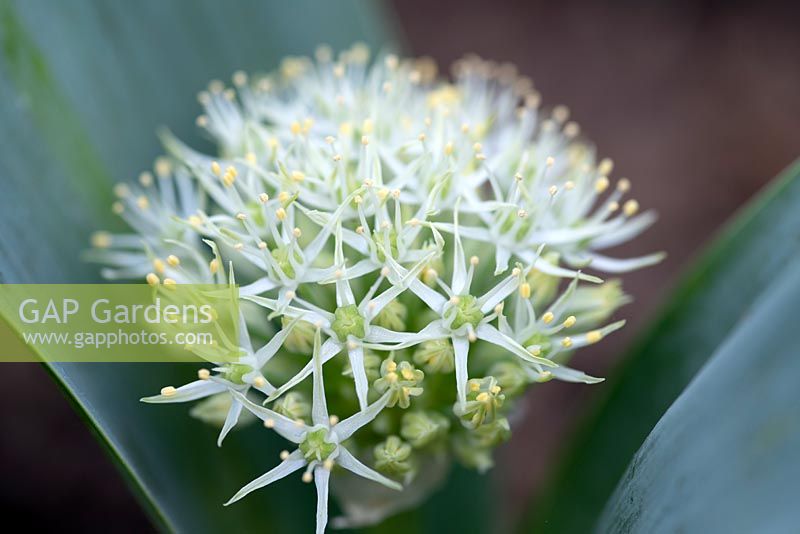 Allium karataviense 'Ivory Queen' - Kara Tau garlic 'Ivory Queen'