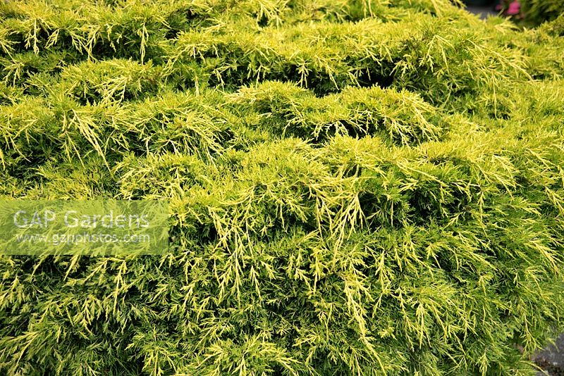 Juniperus Ã— pfitzeriana 'Carbery Gold' - Juniper 'Carbery Gold'