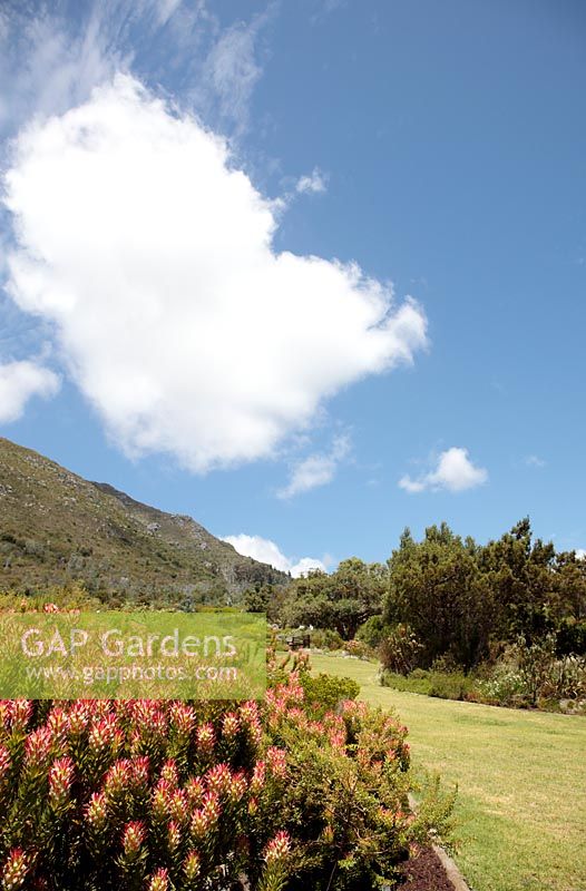 Mimetes cucullatus - Common Pagoda Protea - Kirstenbosch National Botanical Garden, Cape Town, South Africa
