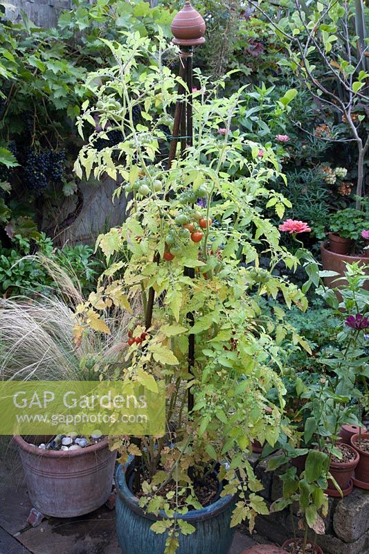 Fruit not ripening and leaves yellowing due to too much rain in late summer,  Tomato Gardener's Delight in pot
