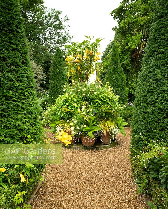 An elaborate display of Brugmansia x candida 'Grand Marnier' and Argyranthemum frutescens 'Butterfly' in containers surrounded by Yew pyramids at East Ruston Old Vicarage