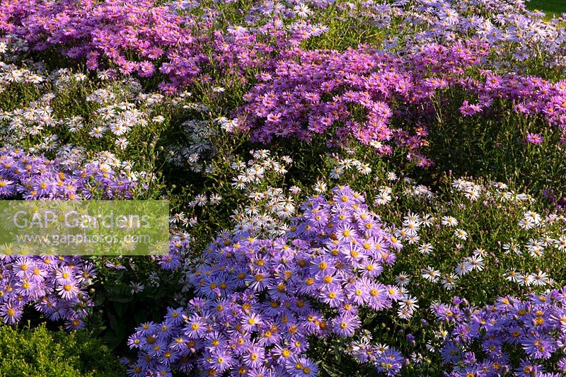 Mixed bed of Asters 