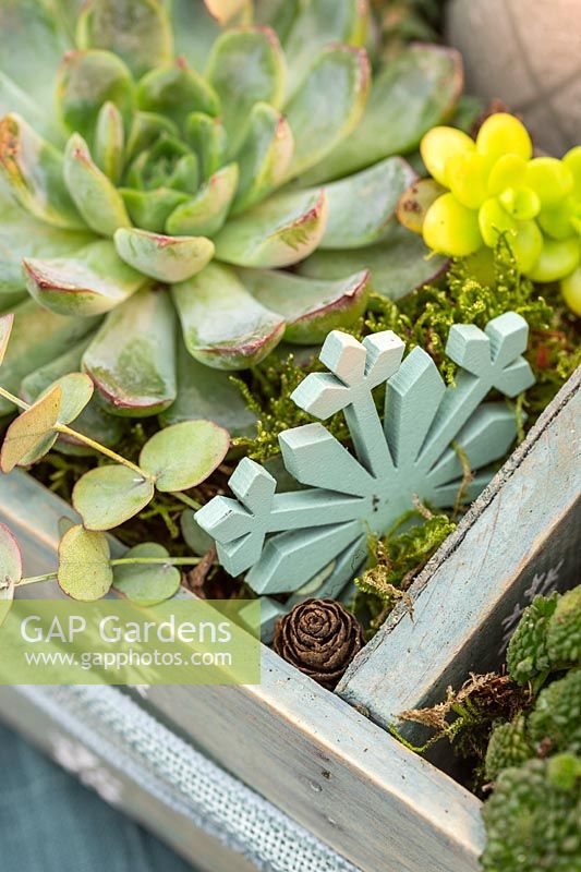 Close up of succulents and wooden painted stars in a advent arrangement