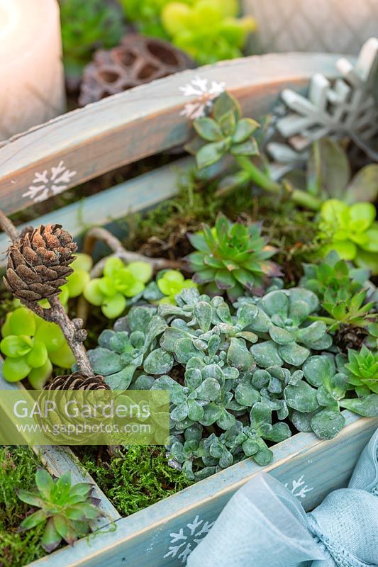 Close up of succulents and cones in a advent arrangement. 