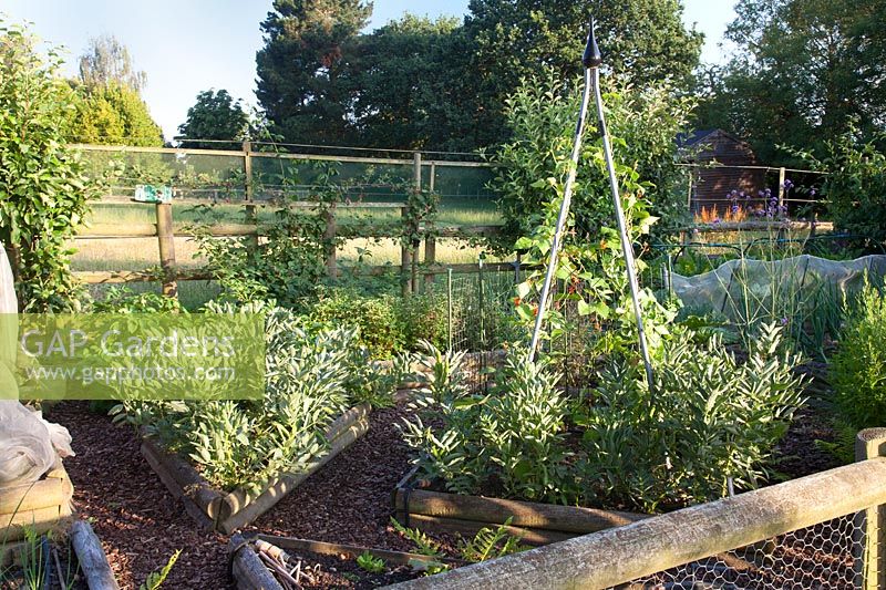 Fenced vegetable garden 
