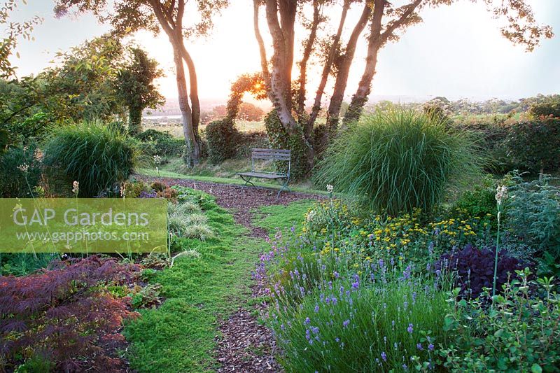 Sunrise over wooden bench and summer borders. 