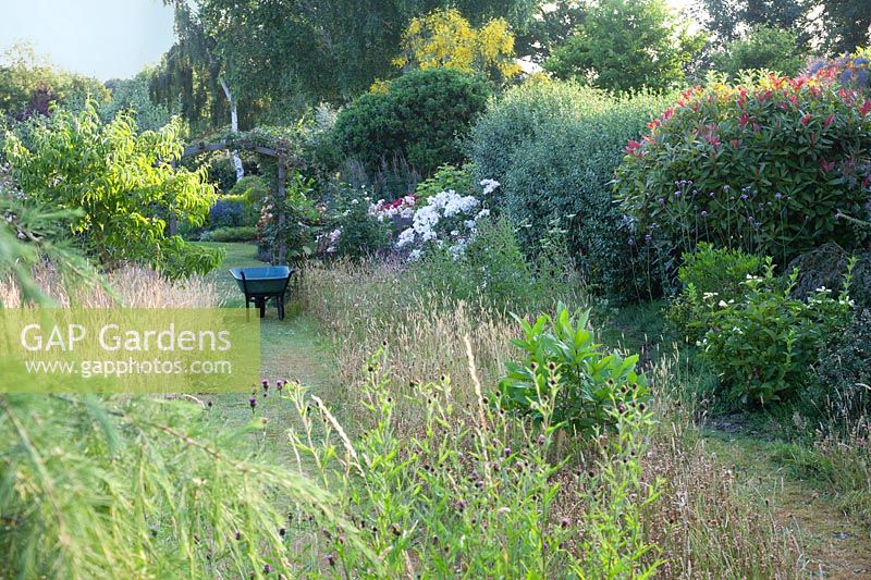 Wheelbarrow in wild garden with colourful shrubs, rosa and long grasses
