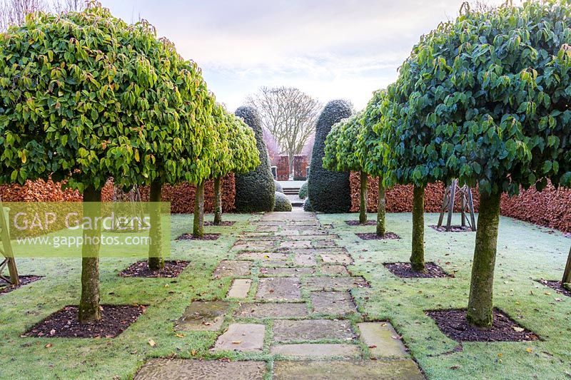 The Old Garden on a frosty December morning. Planting includes: clipped Portuguese Laurels 'Prunus lusitanica' bordered by a beech hedge 'Fagus'.