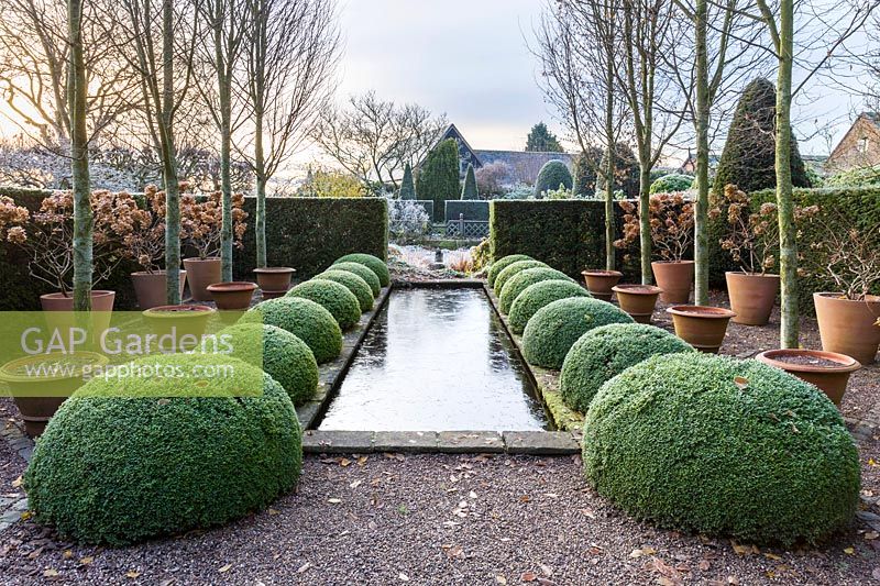 The Upper Rill Garden on a frosty December morning. Planting includes: clipped yew hedge 'Taxus baccata' box balls 'Buxus' pots containing Hydrangea paniculata 'Unique' and fastigate hornbeams, Carpinus 'Frans Fontaine'.