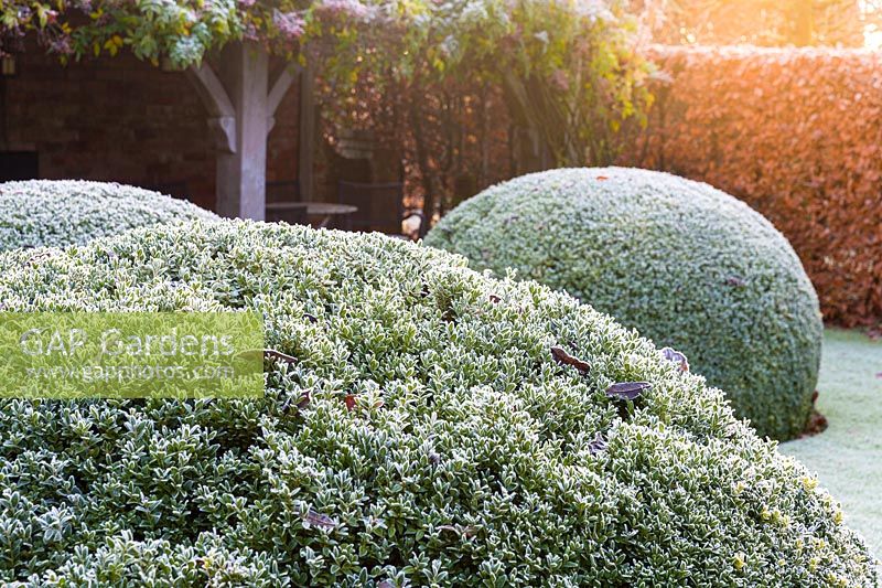 Clipped box balls 'Buxus' backed by a beech hedge 'Fagus' in The Font Garden on a frosty December morning