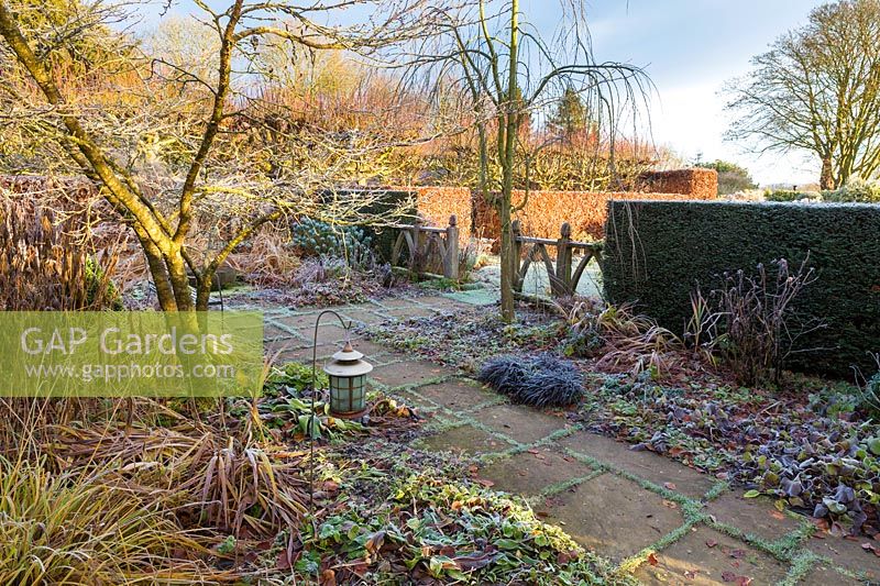 Alice's Garden at Wollerton Old Hall Garden, Shropshire - Planting includes: Prunus 'The Bride' and Cericidiphyllum japonicum 'Pendulum'