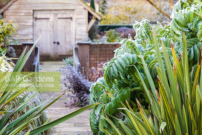 Frosted leaves of Melianthus major and Phormiums in The Summerhouse Garden at Wollerton Old Hall Garden, Shropshire 
