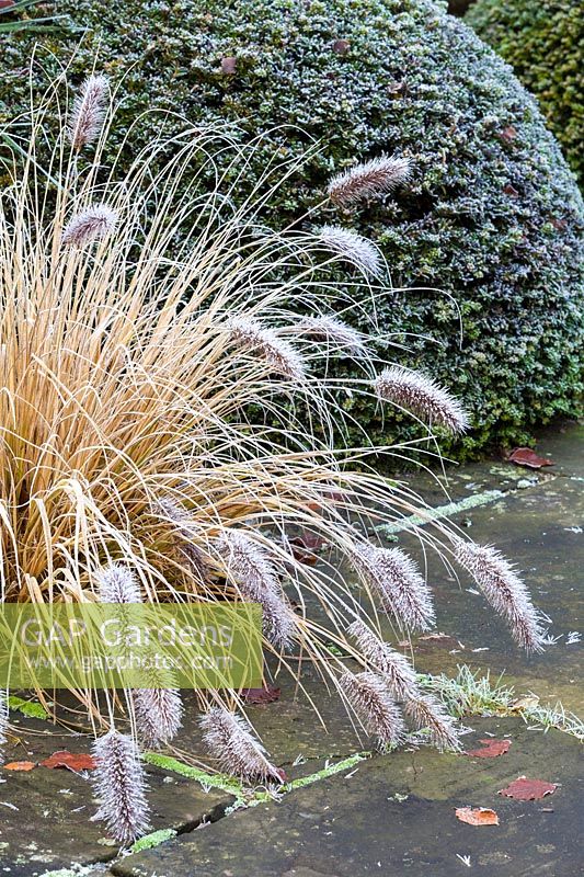 Planting in the Lower Rill Garden at Wollerton Old Hall Garden, Shropshire -  Clipped yew balls 'Taxus baccata' together with the grass Pennisetum 'Black Beauty'