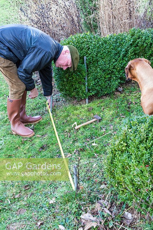 Man measuring the width of the rose arbour before placing the iron bars - Step by step How to make a rose arbour from wire mesh steel rebar. 