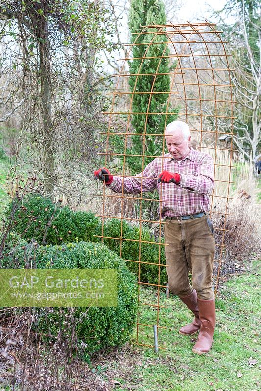Putting up a rose arbour made from wire mesh steel rebar