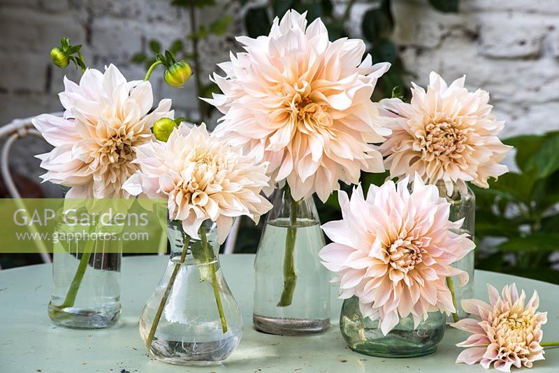 Dahlia 'Cafe au Lait' displayed in glass containers